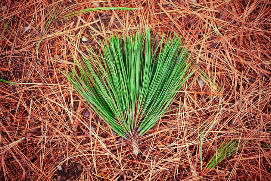 Pinestraw